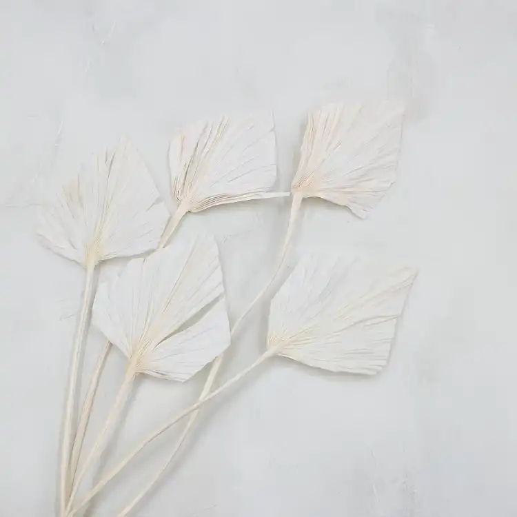 Palm spear Bielony.png