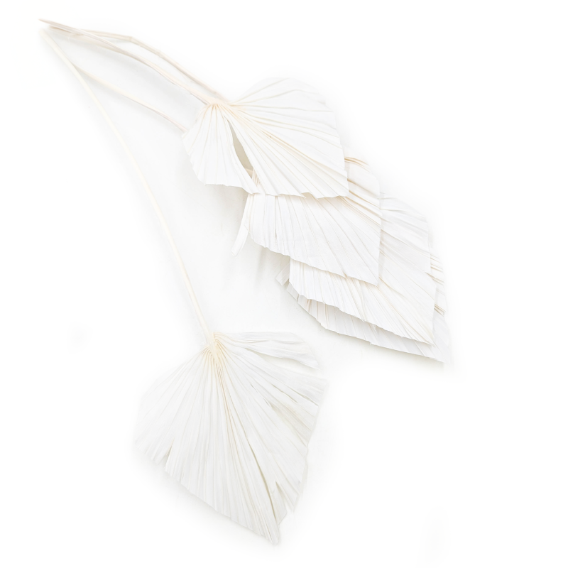 Palm Spear Bielony.png