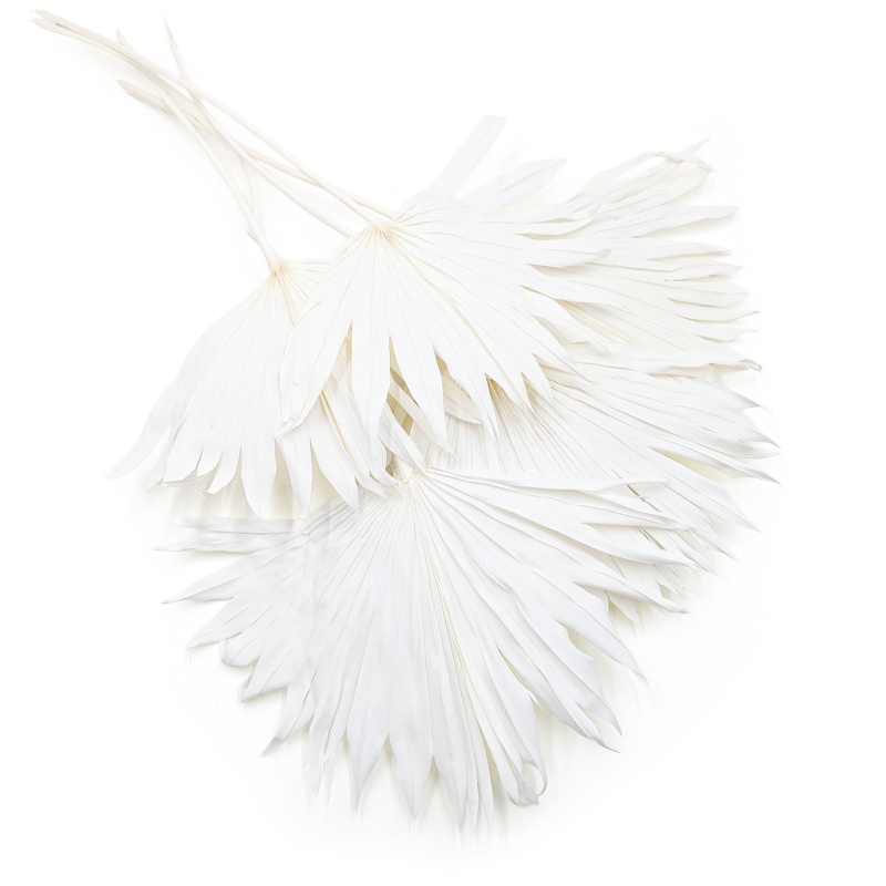 Palm Sun Bielony.png