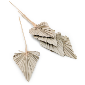 Palmenspeer Getrocknete - (Palm Spear) - Natürlich