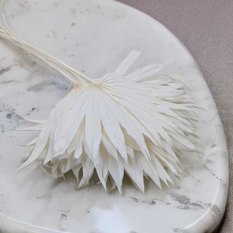 Palm sun bielony 3.png