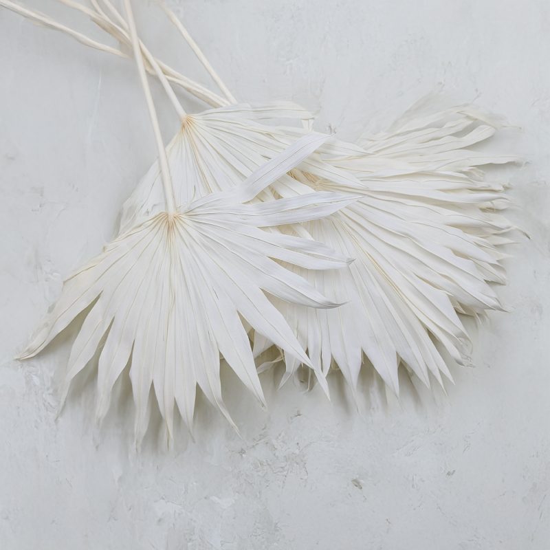 Palm sun bielony.png