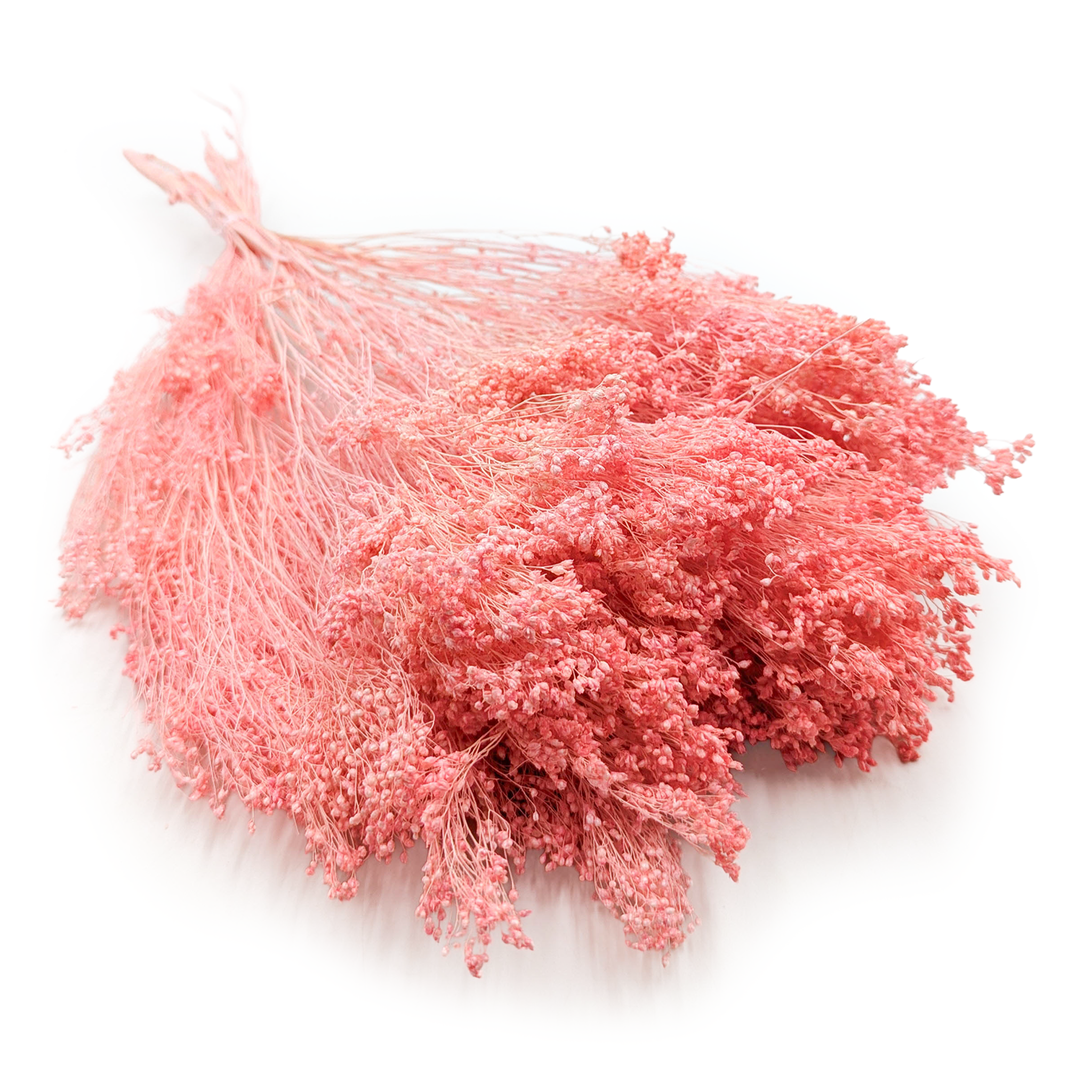 Broom Bloom - Besenblüte (Cytisus Scoparius) – Lachsrosa