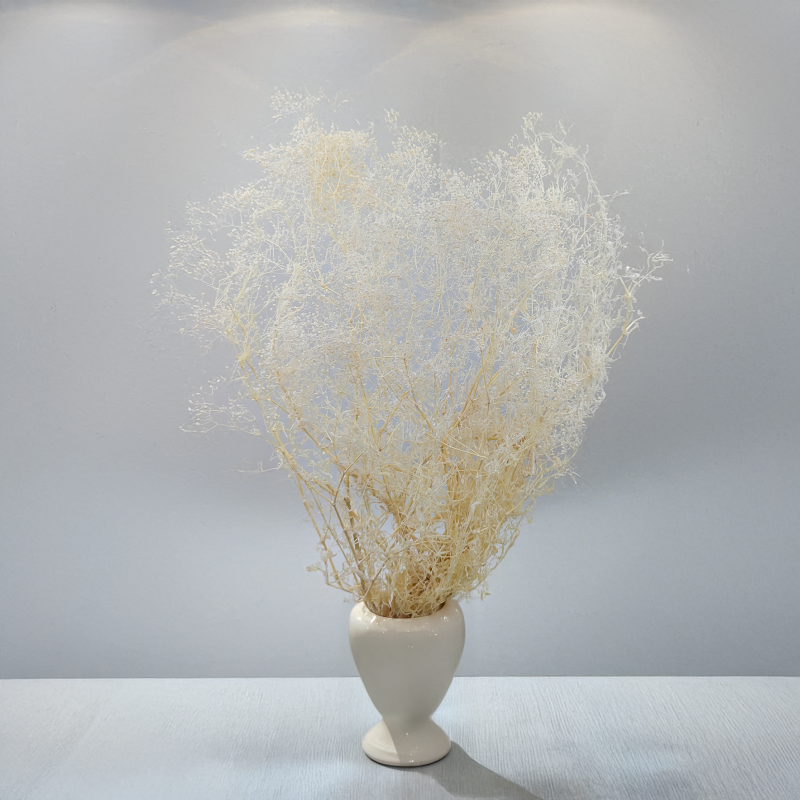 Gipsówka stabilizowana mini Bielona 3.png