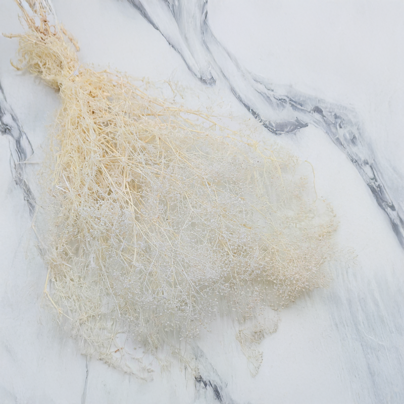 Gipsówka stabilizowana mini Bielona 1.png