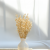 Silene Bielone 1.png