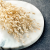 Silene Bielone 5.png