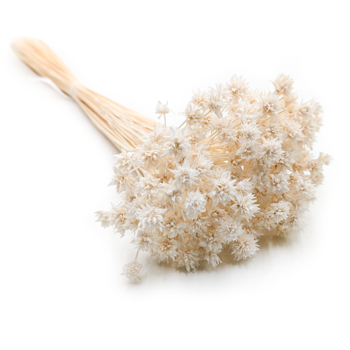 Hill Flower Bielony.png