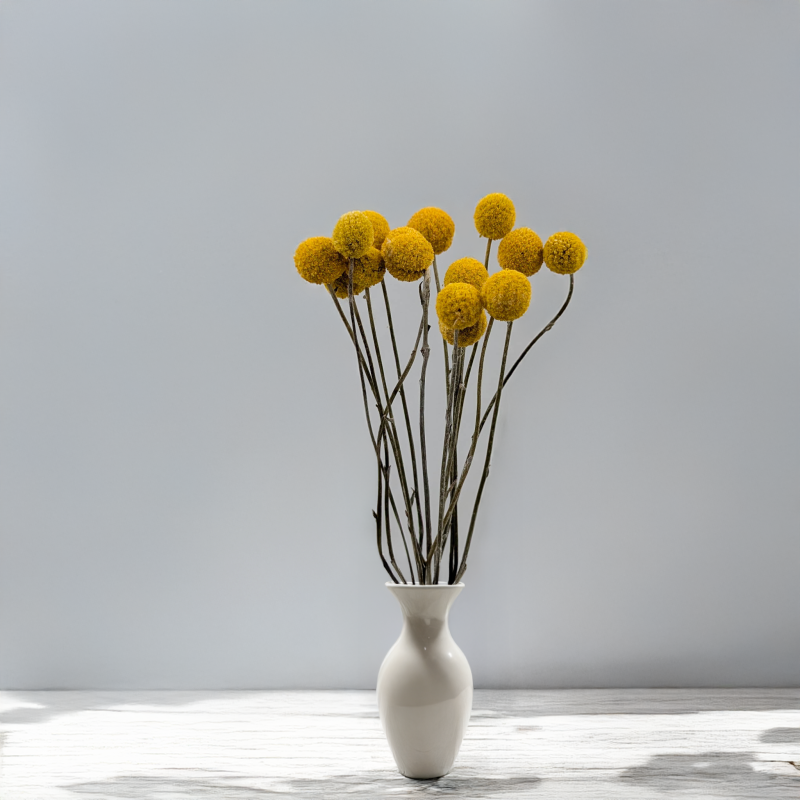 Craspedia żółta PL 3.png