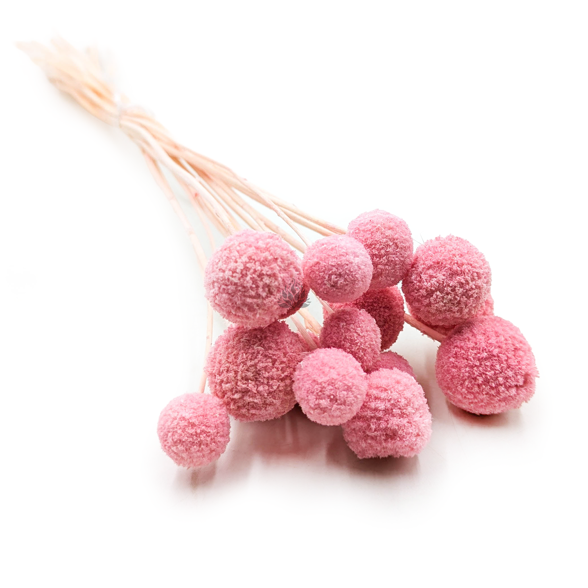 Craspedia - (Natürliche Extra Craspedia) - Bouquet mit 15 Stk.