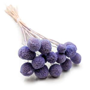 Getrocknete Craspedia (Craspedia Extra) – Lavendel – Strauß mit 15 Stielen