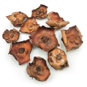 Palm Cup – Natur – 10 Stück im Set