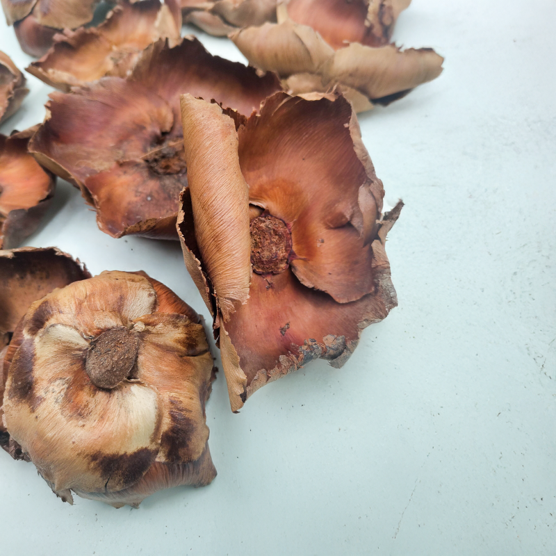 Palm Cup Natural paczka.png