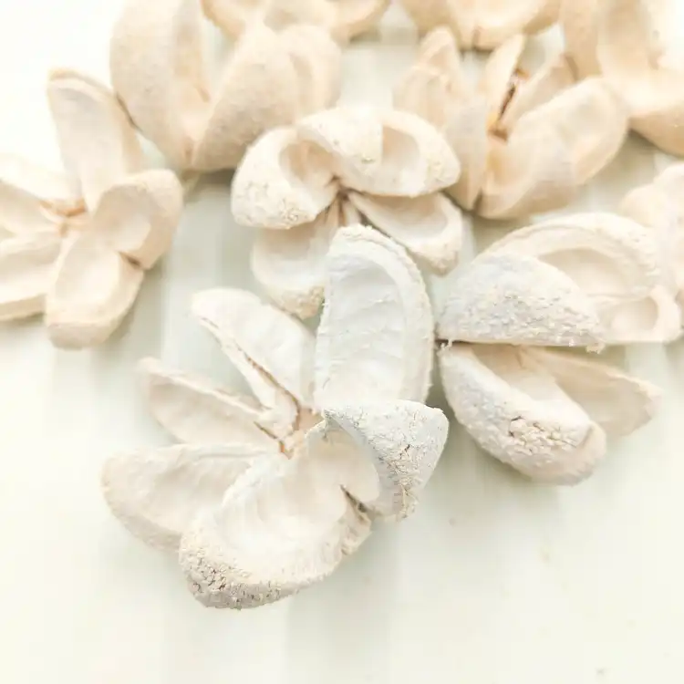 2Wild Orange Bielone 10pcs 1.png