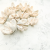 Wild Orange Bielone 10pcs 2.png