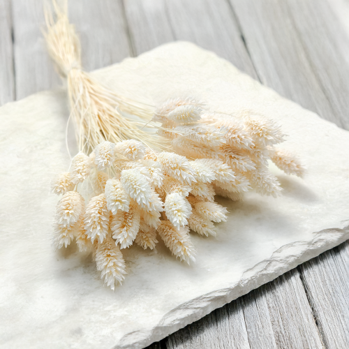 Phalaris Extra bleached 2.png