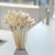 Phalaris Extra bleached 3.png