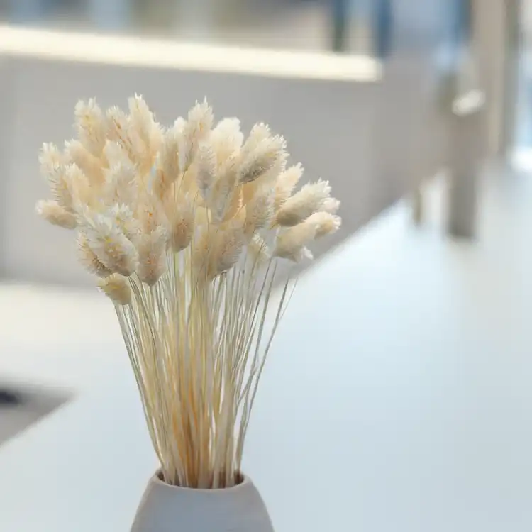 Phalaris Extra bleached 3.png