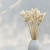 Phalaris Extra bleached 4.png