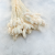 Phalaris Extra bleached 6.png
