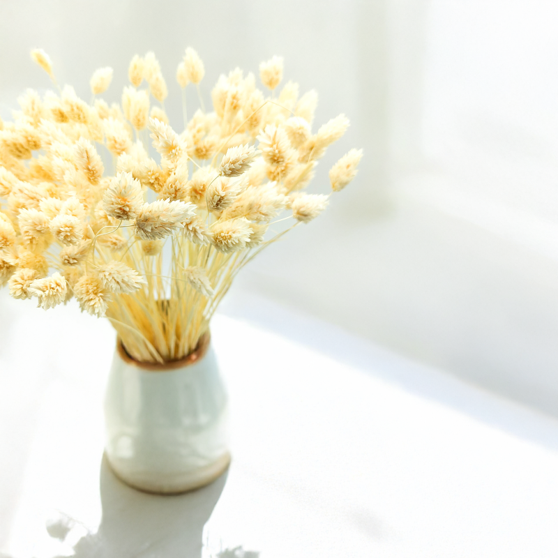 Phalaris Kanar susozny bielony 1.png