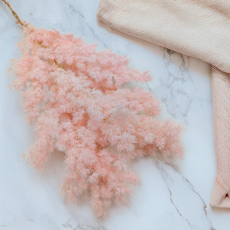 Asparagus Ming Fern pastelowy róż ES 1.png