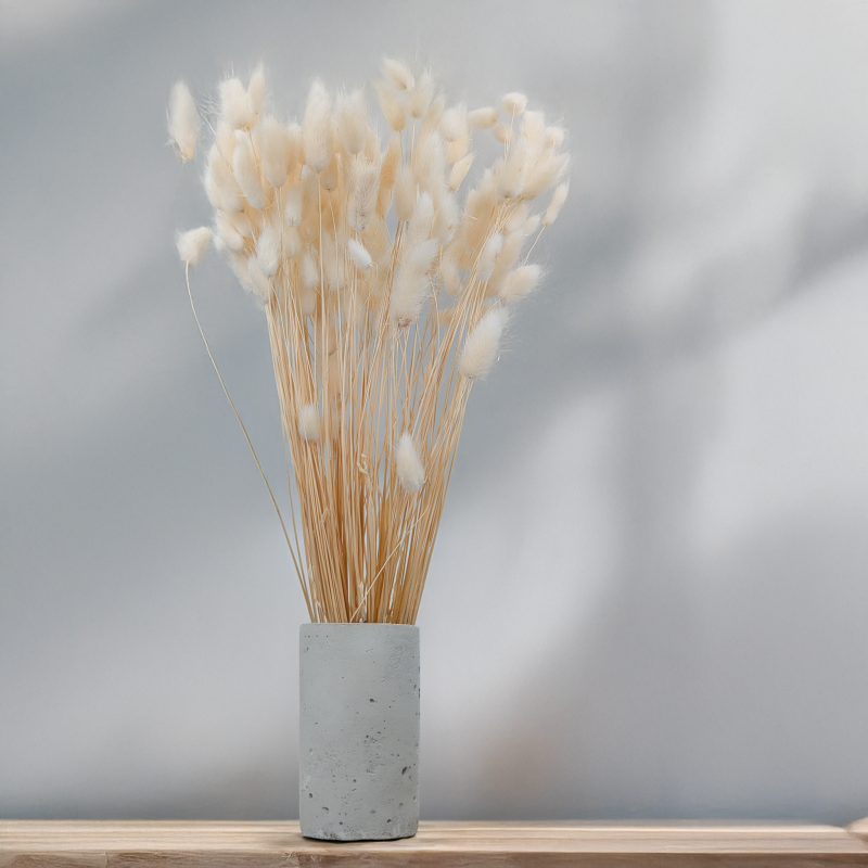 Lagurus bielony biszkoptowy 5.png