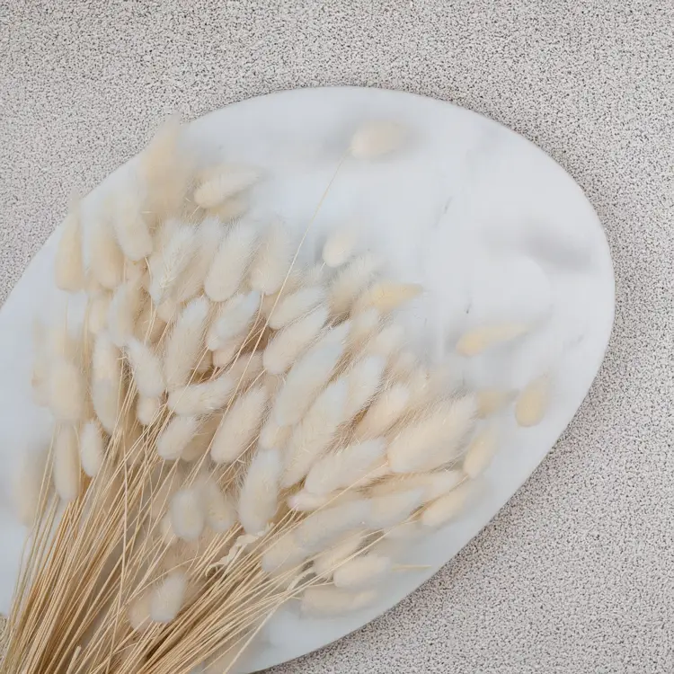 Lagurus bielony biszkoptowy 2.png