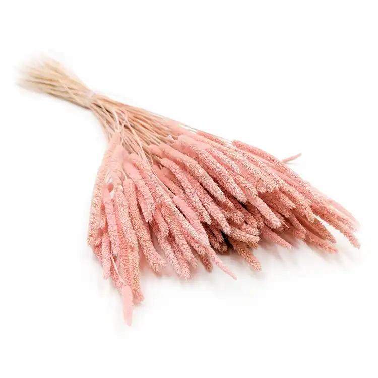 Tymotka Phleum Perłowy róż.png