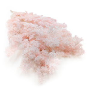 Stabilisierter Spargel - Ming Fern - Pastellrosa