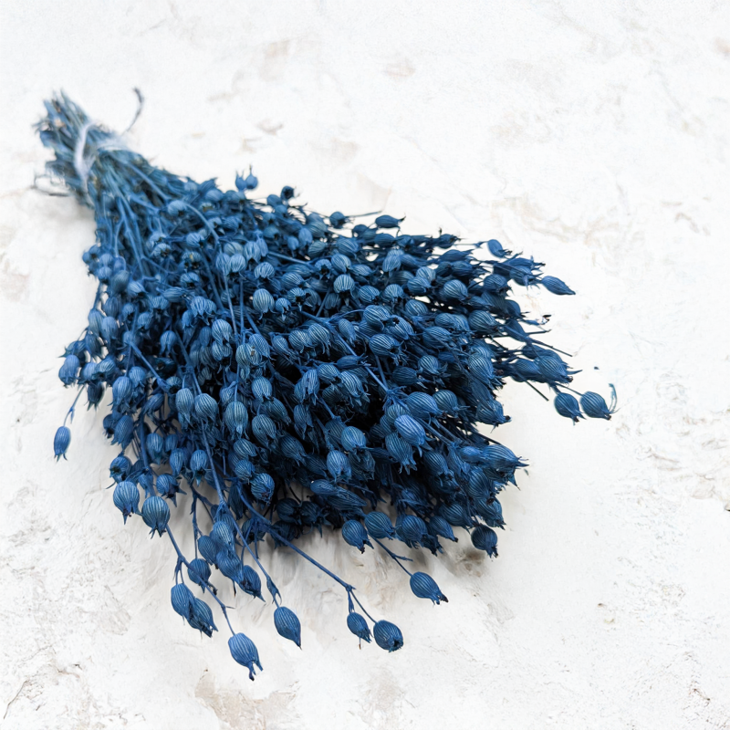 Silene niebieskie.png