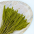 Setaria jasny zielony 2.png