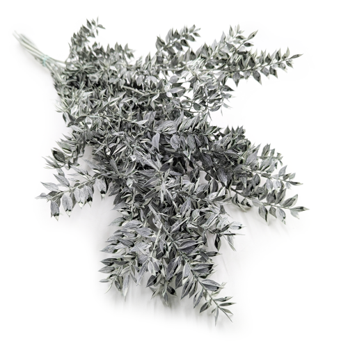 Ruskus stabilizowany matowy zielony.png