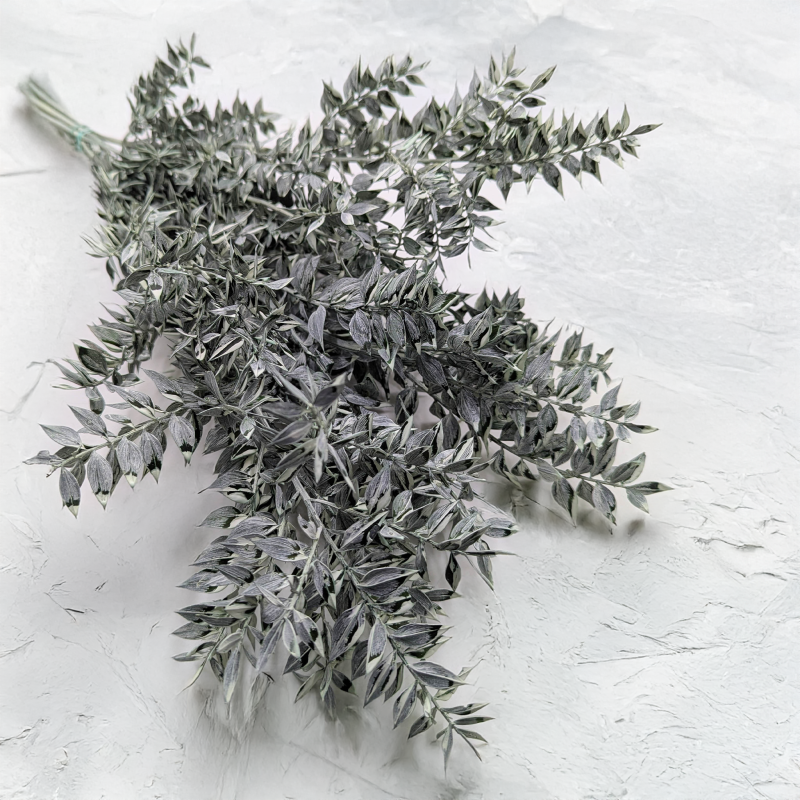 Ruskus bielony matowy zielony.png