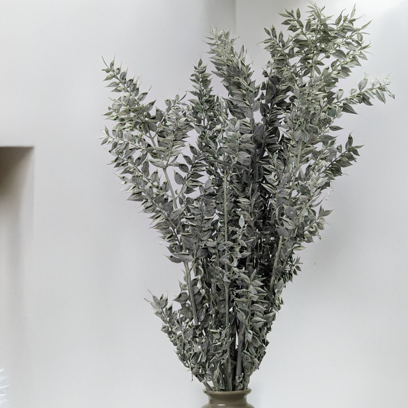 Ruskus bielony matowy zielony 3.png