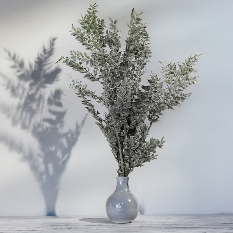 Ruskus bielony matowy zielony 4.png