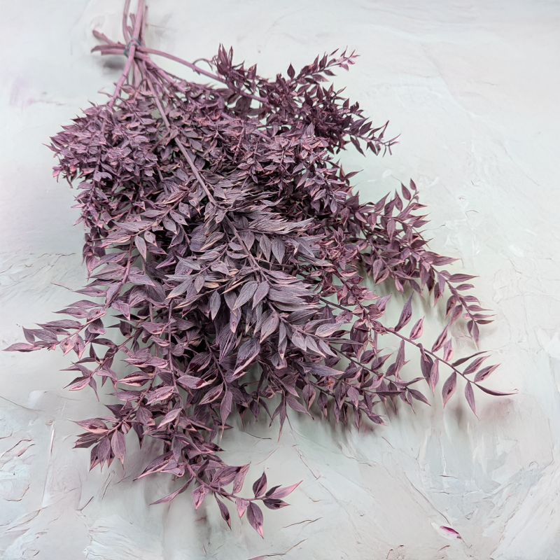 Ruskus bielony fioletowy.png