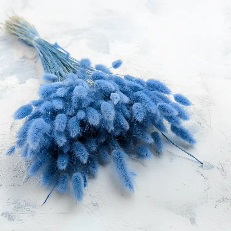 Lagurus Azzurro.png