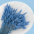 Lagurus Azzurro 2.png