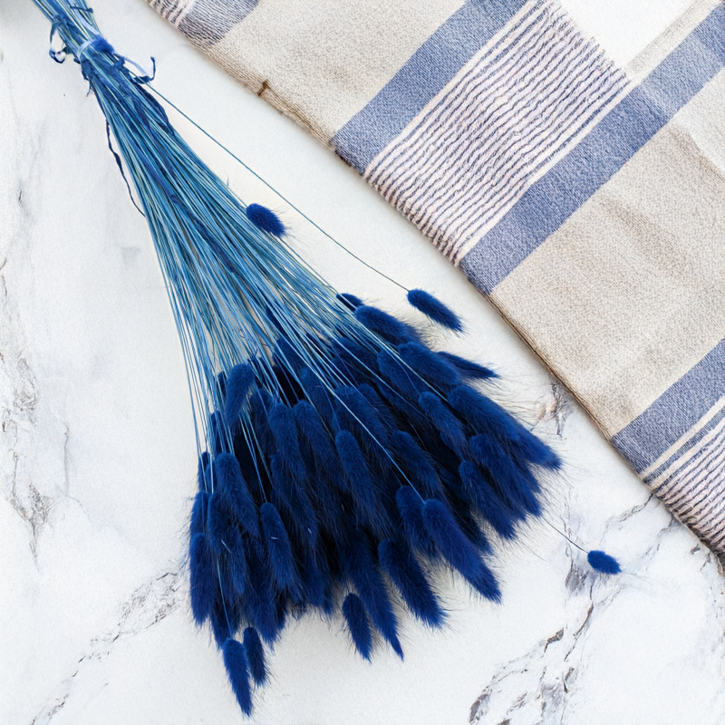 Lagurus ciemny niebieski 1.png