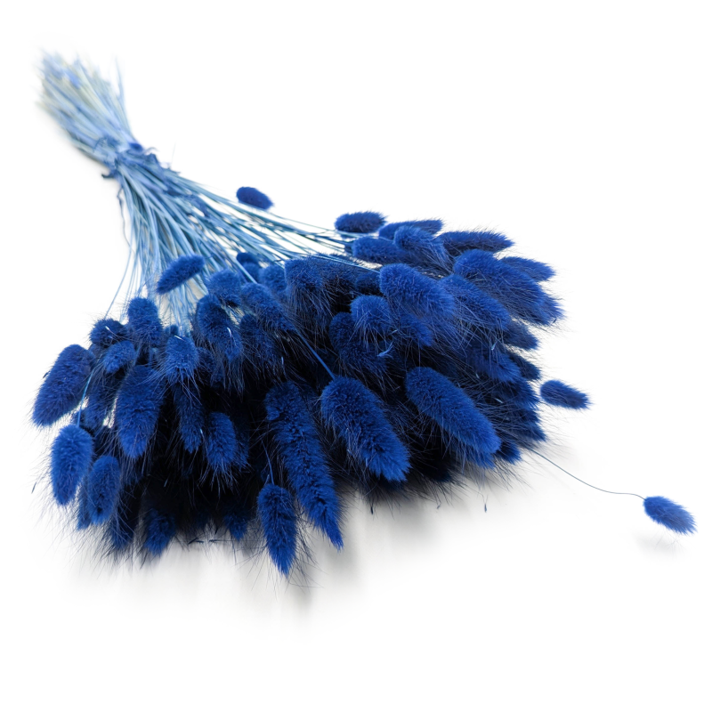 Lagurus Dark Blue -ciemnoniebieski.png