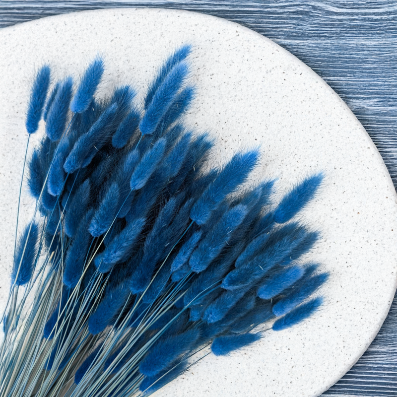 Lagurus niebieski 2.png