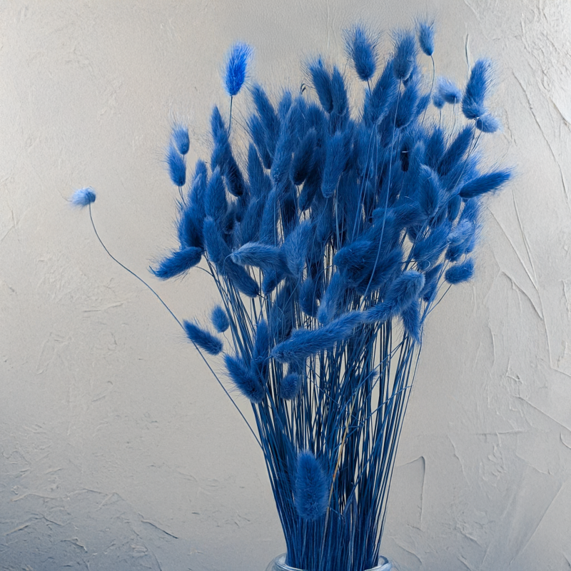 Lagurus morski 4.png