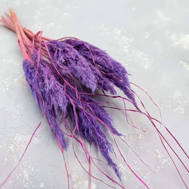 Mini pampas lila.png
