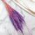 Mini pampas lila 1.png