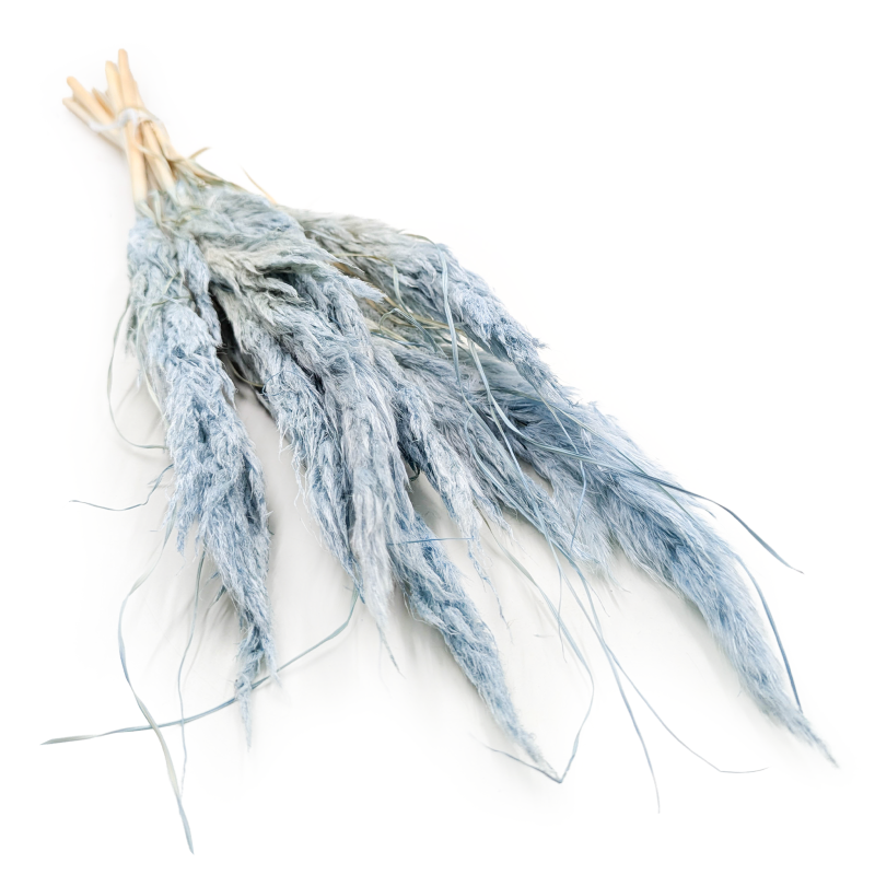 mini pampas błękitny.png