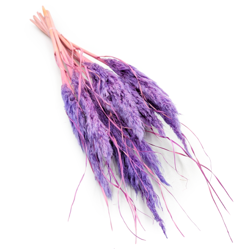 mini pampas lila.png