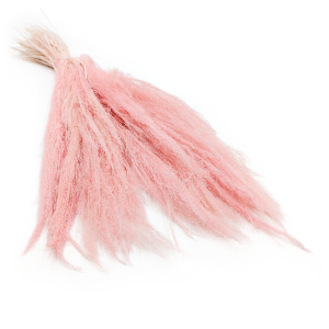 Getrocknetes Agrostisgras – Hellrosa