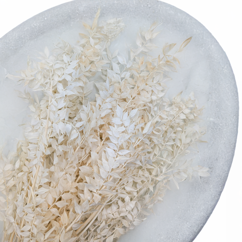 Ruskus suszony bielony.png