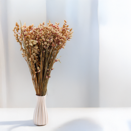 Briza maxima Natural pink 3.png